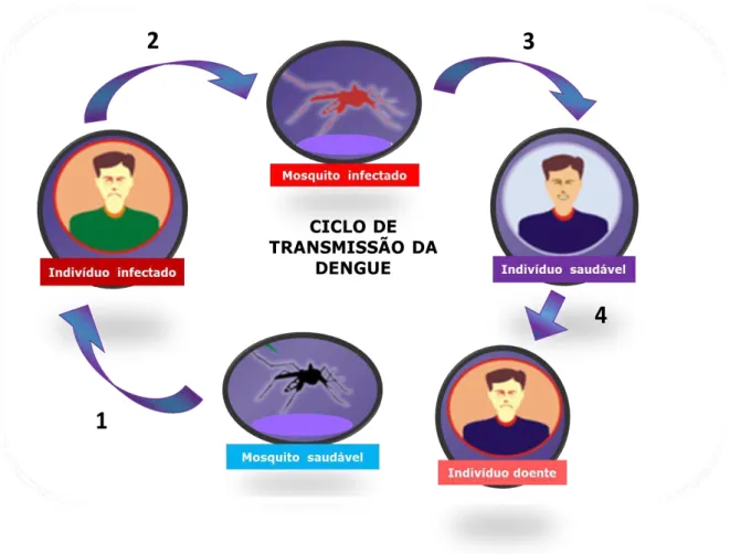 Figura 7. Ciclo de transmissão da Dengue. Transmissão horizontal da doença. Imagem  adaptada de http://laboratoriobiolider.com.br/dengue.html