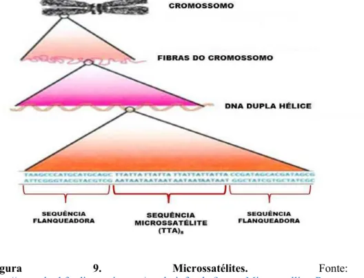 Figura  9.  Microssatélites.  Fonte: 