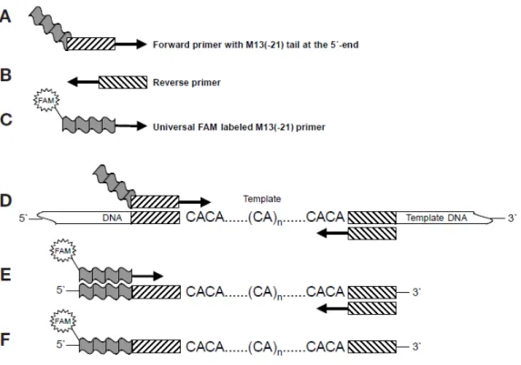 Figura 10. Esquema de amplificação (PCR) primers M-13 acoplados. A e B. Iniciadores específicos  de microssatélites – caixas tracejadas; C