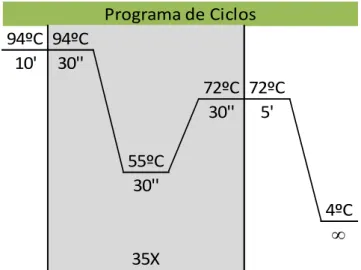 Figura  11.    Programa  dos  ciclos  da  PCR.  Condições  utilizadas  para  os  primers desenvolvidos por Brown et al