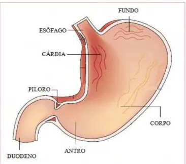 Figura 1. Anatomia do estômago, mostrando as três regiões morfologicamente distintas que o  compõem – fundo, corpo e antro