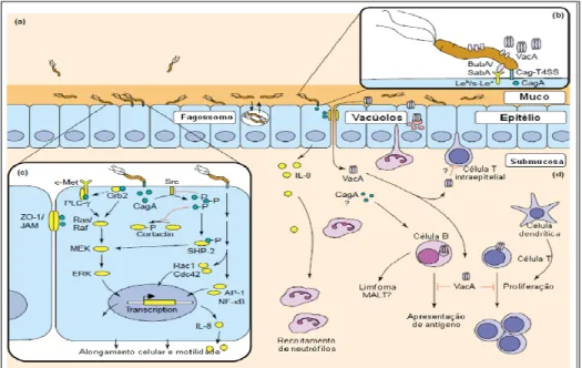 Figura 2. Representação esquemática destacando a interação entre a H. pylori e a mucosa gástrica