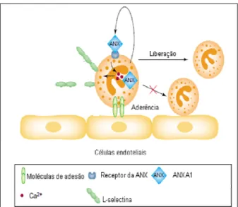 Figura 3. A hipótese da liberação de AnxA1. A adesão do leucócito (representado pelo neutrófilo)  é  o  estímulo  ótimo  requerido  para  a  mobilização  de  AnxA1