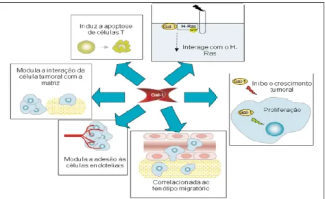 Figura 4. Contribuição da galectina-1 na progressão tumoral. Ela interage com o oncogene H-RAS  e contribui para a ancoragem da H-RAS e para transformação tumoral