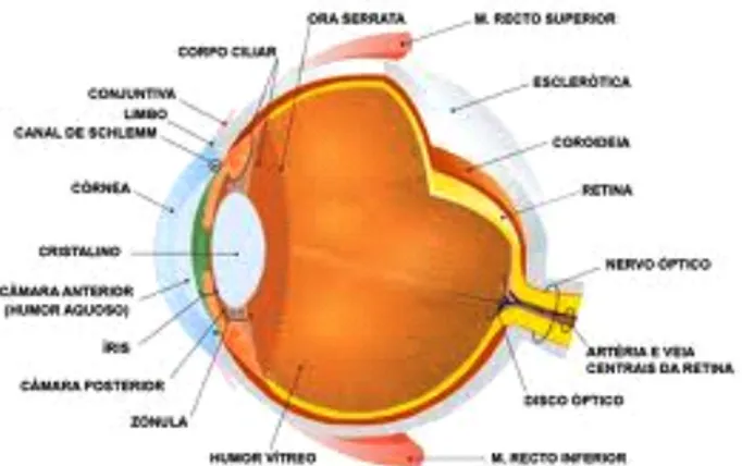 Figura 2: Esquema anatômico do olho 