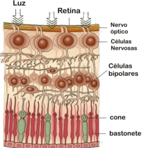 Figura 4: Trajeto do estímulo luminoso: desde os fotorreceptores até as fibras nervosas 