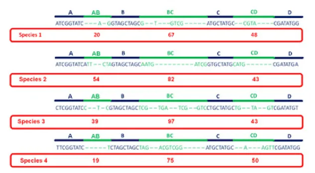 Figure  1.  Schematic illustration  of  the  strategy  used  in  the  species  identification  by the insertions/deletions  (SPInDel)  method