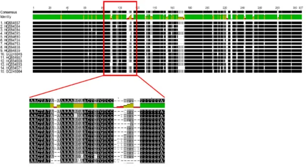 Figure 4. Example of a multiple sequences alignment. The green blocks represents identity, the conservation degree in  that regions for all sequences present in the alignment