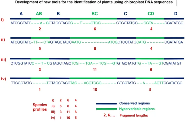 Figure  1.  Schematic  illustration  of  the  strategy  used  in  the  species  identification  by  the  insertions/deletions  method  (SPInDel)