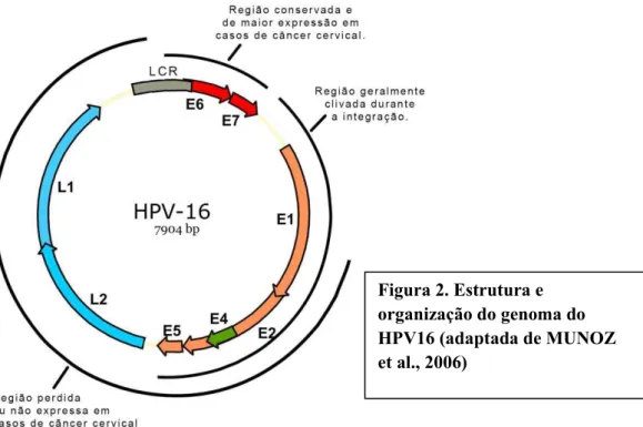 Figura 2. Estrutura e  organização do genoma do  HPV16 (adaptada de MUNOZ  et al., 2006) 