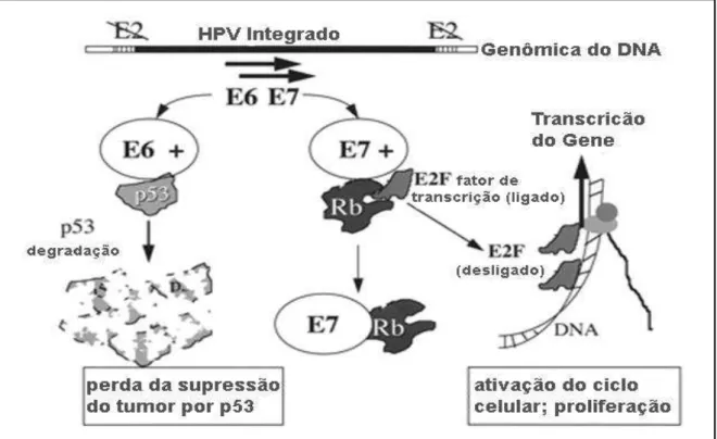 Figura 3. Representação da interação das proteínas E6 e E7 de HR HPV com as proteínas  celulares p53 e pRb, respectivamente (adaptada de EL MZIBRI, et al., 2012) 