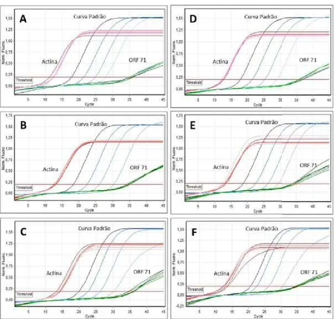 Figura S 2:  Gráficos de amplificação de 3 experimentos representativos da análise de expressão gênica por  qRT-PCR da ORF 71 (vFLIP) do KSHV após 48 e 72h de exposição a proteína tat do HIV-1