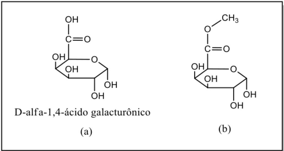 FIGURA  2.1:Estrutura  do  ácido  péctico  (D-alfa-ácido  galacturônico)  (a),  sua  forma esterificada (b)