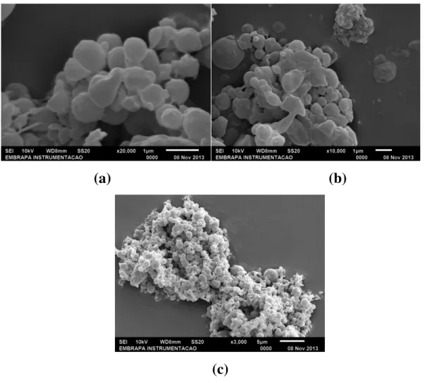 FIGURA 5. 6 : MEV das nanopartículas de poli(ε -caprolactona): (a) e (b) diferem  apenas da região analisada; (c) apresenta a deposição da suspensão na placa de  silício sem diluição