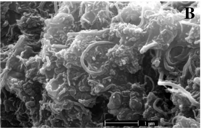 FIGURA  4.3  – Imagens  de  MEV  dos  filmes:  DHP  (A)  e  MWCNTs-DHP  (B),  imagens obtidas da tese de doutorado do Bruno C