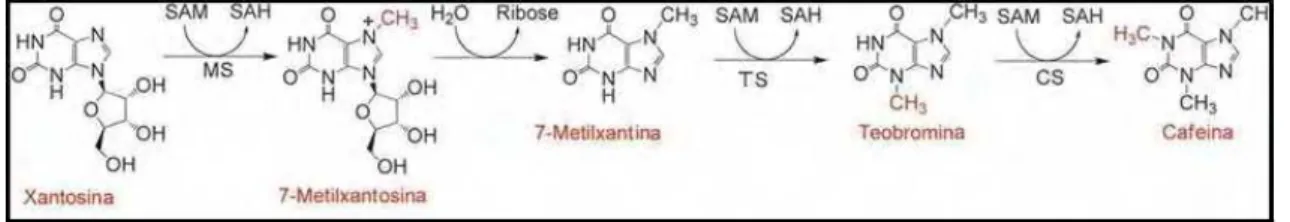 Figura  1.  Via  biossintética  da  cafeína  mostrando  as  diferentes  N-metiltranferases  envolvidas