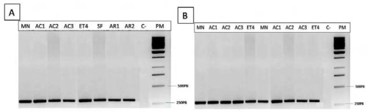 Figura 3. Amplificação por RT-PCR de um transcrito único correspondente ao gene da actina
