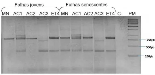 Figura 4. Amplificação por RT-PCR dos transcritos correspondentes à cafeína sintase em folhas jovens e  senescentes  do  cultivar  MN,  dos  mutantes  AC1,  AC2  e  AC3  e  de  Et4