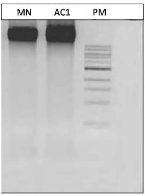 Figura 9. Integridade do DNA genômico extraído de folhas jovens de plantas AC1 e MN.  As amostras  foram analisadas em gel 1% agarose corado com brometo de etídeo e fotodocumentadas