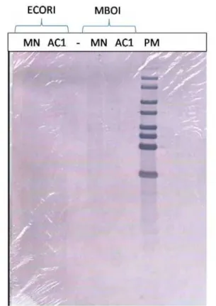 Figura 12.   blot de DNA genômico de café (MN e AC1) digerido com as enzimas  I e  RI  usando sonda para a cafeína sintase