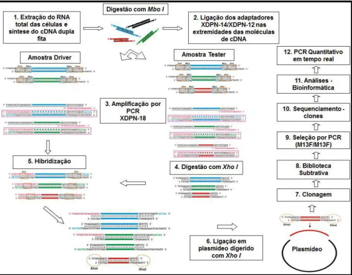 Figura  3:  Esquema  representativo  da  técnica  de  RaSH.  O  cDNA  dupla  fita  é  obtido  a  partir  de  mRNA