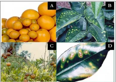 Figura 1: Sintomas do CVC: A) em fruto; B) em folha no primeiro estádio; C- D) na planta e na folha  durante o estádio mais avançado