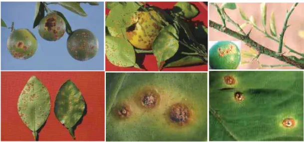 Figura 1. Sintomas de cancro cítrico causado por Xac em folhas, ramos e frutos (Fonte:  Fundecitrus) 