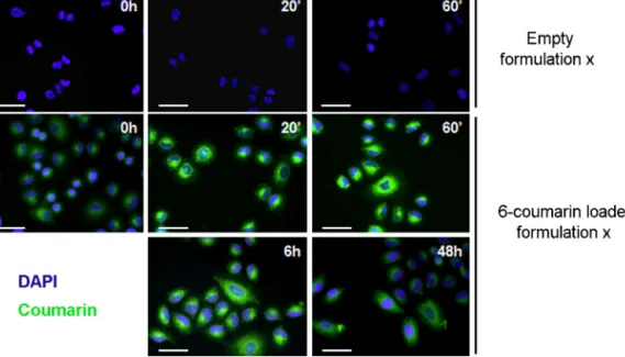 Fig. 3. Uptake of nanocapsules (formulation X) incorporating 6-coumarin into the MCF-7 cells, observed by ﬂuorescence microscopy