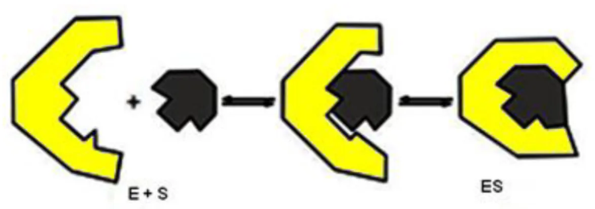 Figura 12  –  Modelo de encaixe induzido. A ligação do ligante S a enzima E induz uma  mudança conformacional, adaptado de (MOTTA, 2011)