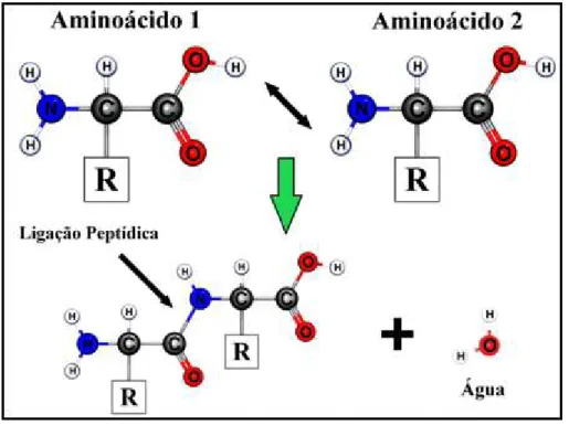 FIGURA 1 – Representação esquemática da união entre dois aminoácidos através  da ligação peptídica