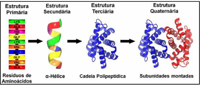 FIGURA 2 – Tipos de modelagem de estruturas básicas formados pelas proteínas. 