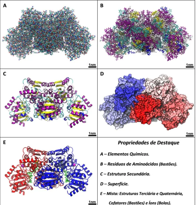 FIGURA 3 – Diferentes tipos de representação de modelagem da enzima  acetolactato sintase (ALS)