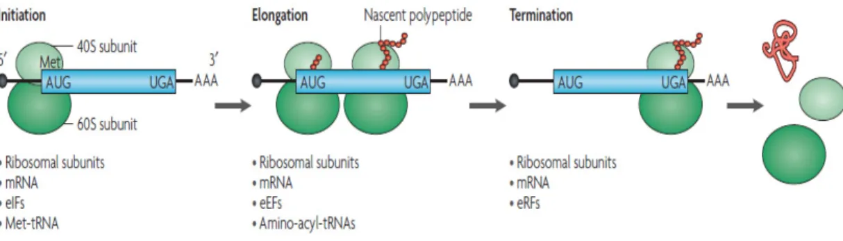 Figure 1. The process of translation in eukaryotes showing the three main steps: Initiation, Elongation  and Termination