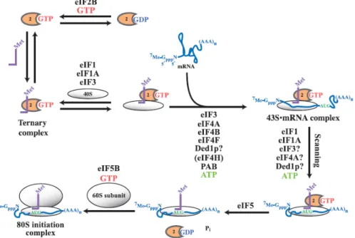 Figure 2. Scheme of the first step in Eukaryotic Translation – Initiation. The involvement of some of the  initiation factors indicated is still controversial, namely Ded1p in the assembly of 43S.mRNA complex, or 