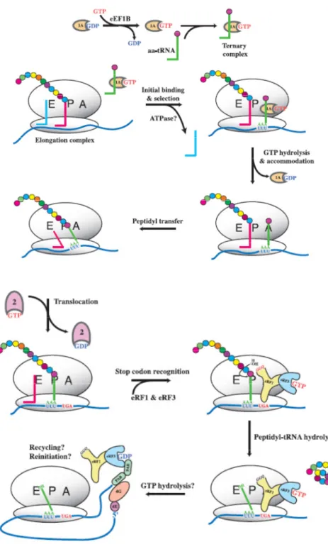 Figure 3. Translation process. Scheme of Elongation, Termination and Recycling in Eukaryotes (Kapp  and Lorsch 2004)