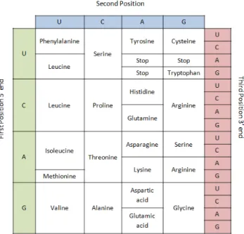 Figure 4. The Universal Genetic Code [adapted from (Lodish, Berk et al. 2005)]