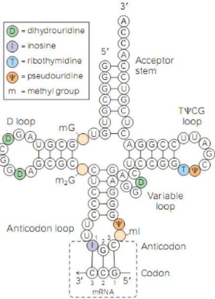 Figure 5. The Alanine tRNA (tRNA Ala ) from yeast - secondary structure: cloverleaf  (Lodish, Berk et al