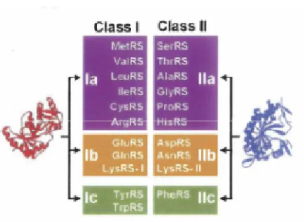 Figure 8. Classes and subclasses of aaRS. LysRS are found in class II, but there are also examples of  class I LysRS (Schimmel 2008).