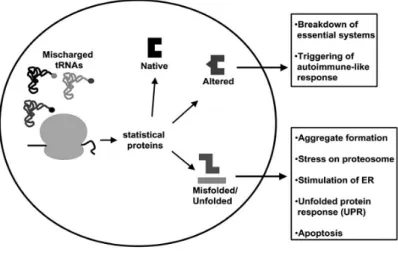 Figure 10. Possible consequences of global mistranslation. In this case mistranslation is caused by  mischarged tRNAs (Nangle, Motta et al