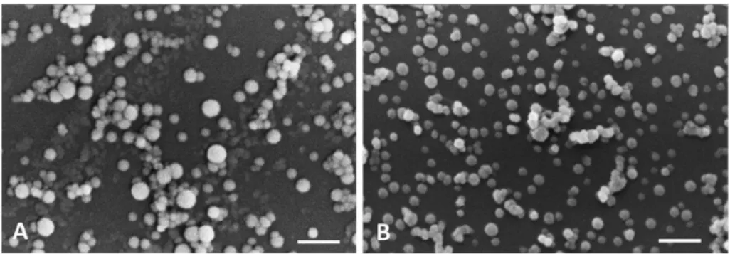 Figure 7. Scanning Electron Microscopy (SEM) micrographs of: (A) Albumin empty nanoparticles  (scale bar: 1 μm) and (B) Parvifloron D-loaded nanoparticles (scale bar: 1 μm)