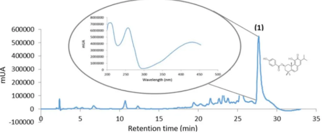 Figure 3. HPLC profile of P. ecklonii extract (254 nm): (1) Parvifloron D peak and absorption spectra