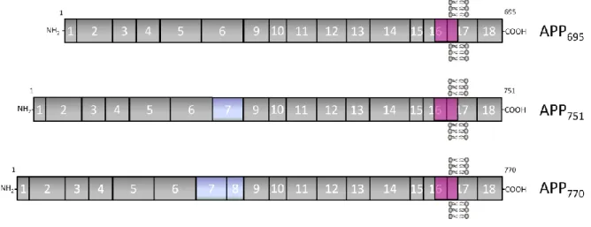 Figure 2 –  Schematic representation of the three major APP isoforms in mammalian tissues