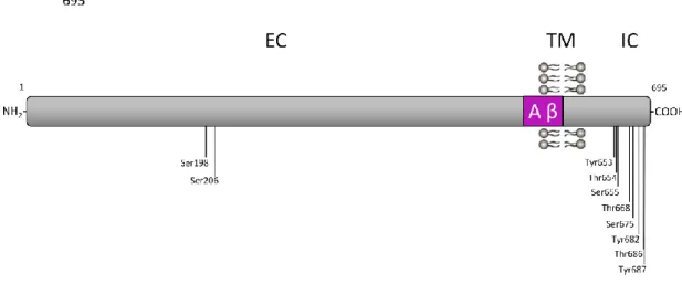 Figure  4  –  Schematic  representation  of  the  phosphorylation  residues  present  in  the  APP 695   isoform  protein:  the  two  phosphorylated  Ser  residues  present  in  the  APP  ectodomain,  and  the  eight  putative  phosphorylated residues in t