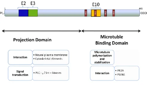 Figure 6 –  Summary of biological functions of tau associated with respective functional domain