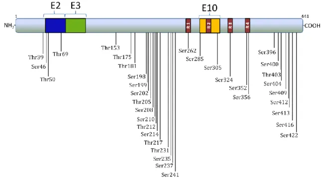 Figure 7 –  Representation of phosphorylation sites  already  described  on the longest  brain tau isoform  using phosphorylation-dependent monoclonal antibodies against tau, mass spectrometry and sequencing