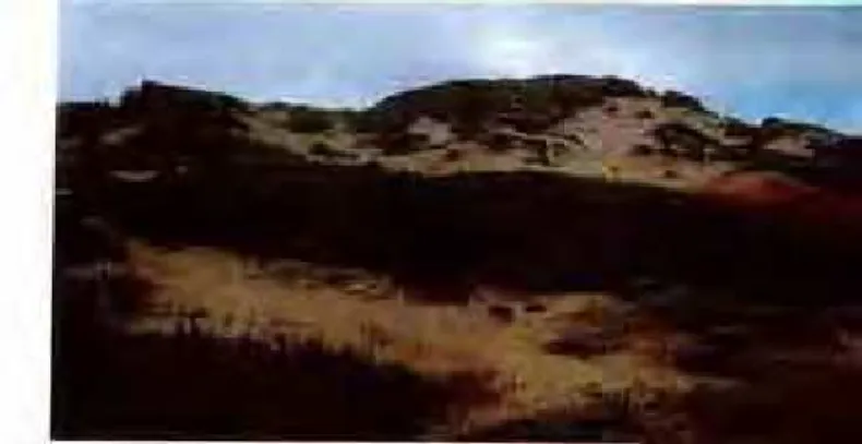Foto 7: Clareiras na vegetação dunar ao longo da área do Projecto (PID). Fonte: Roda S