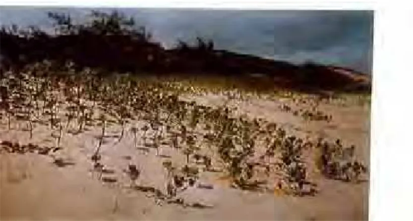 Foto 8: A vegetação pioneira nas dunas costeiras mostra o predomínio de Scaevola thumbergii