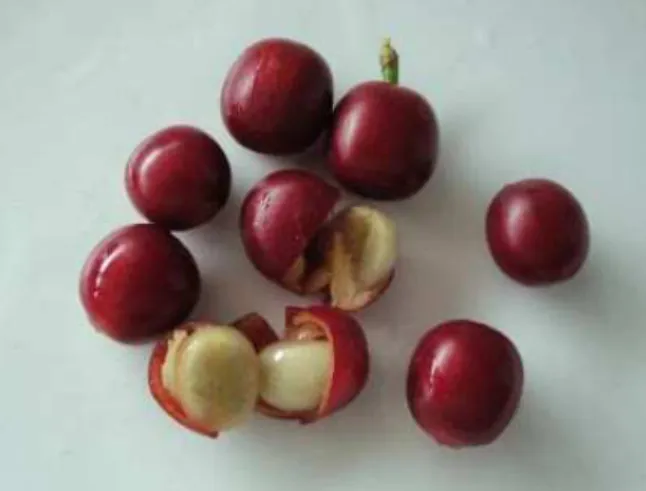 Figure 1.2 - Coffee cherry (Available from http://hiloliving.blogspot.pt/2009_07_01_archive.html - accessed on  01.02.16)