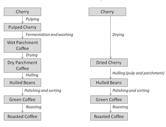 Figure 1.3 - Coffee curing processes. 