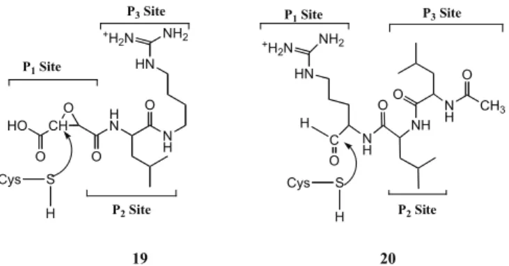 Fig.  (17).  Schematic  view  of  irreversible  alkylation  of  a  Cys  via Michael addition